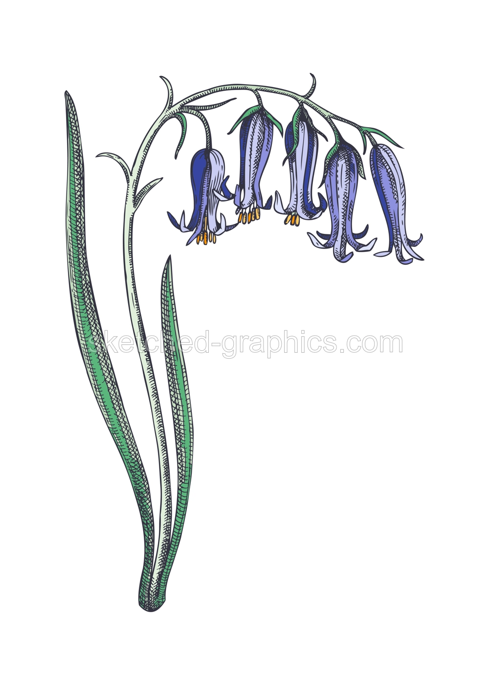 Bluebell sketch in color. Hand drawn vector illustration. Spring woodland flower. Hand drawn wildflower botanical drawing Illustration